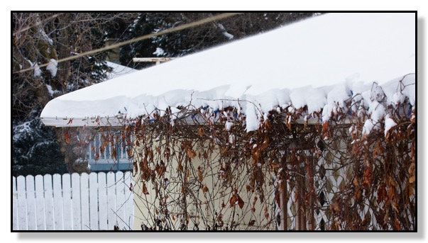 Winter winds blowing snow Red Deer Alberta Canada