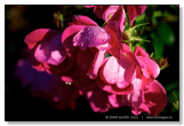 Wet Roses Bokeh Pink