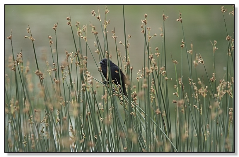 Red Wing Blackbird