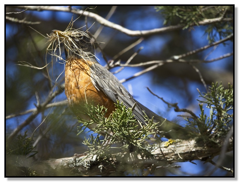 Robin with Nest Material