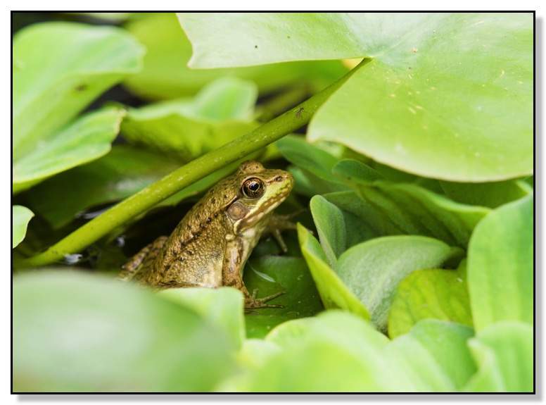 Seeking Shade