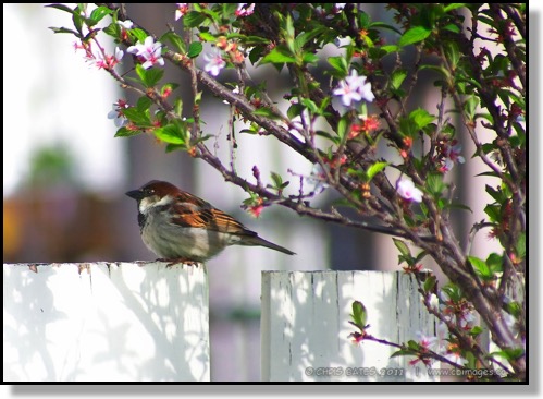 Sitting on the Fence side profile house sparrow