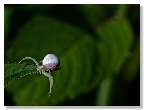 Macro Spider Red Deer Alberta Canada © Chris Bates 2010