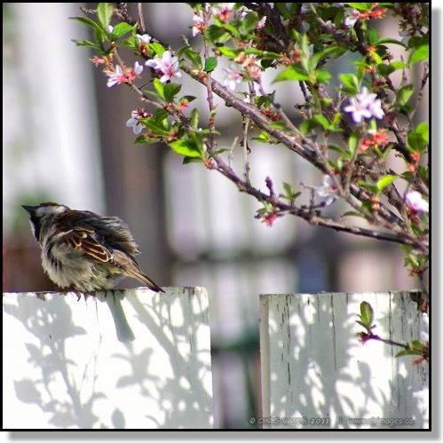 Spring Shake Up House Sparrow fluffy bird