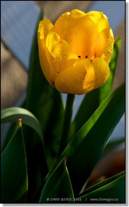 Spring Tulips Chris Bates Photography Alberta Canada