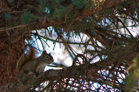 Squirrel 201001IMG_9220