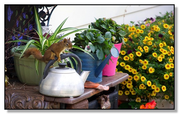 Hide and Seek Squirrel foraging for food Chris Bates Photography