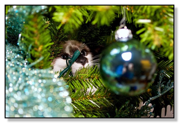 Kitty, Cute, Christmas, camoflauge, trouble