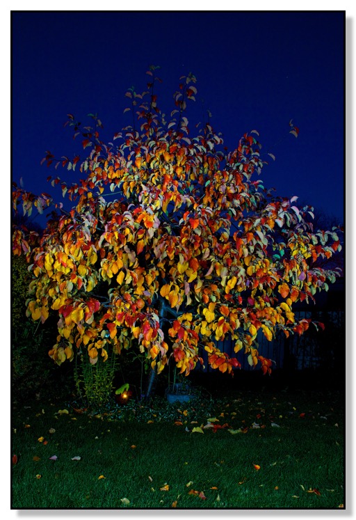 Chris Bates Photography, Red Deer, Alberta, Canada, Nature, Apple Tree, Leaves, Fall, Colour
