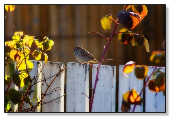 Fall Sunset House Sparrow Raspberry