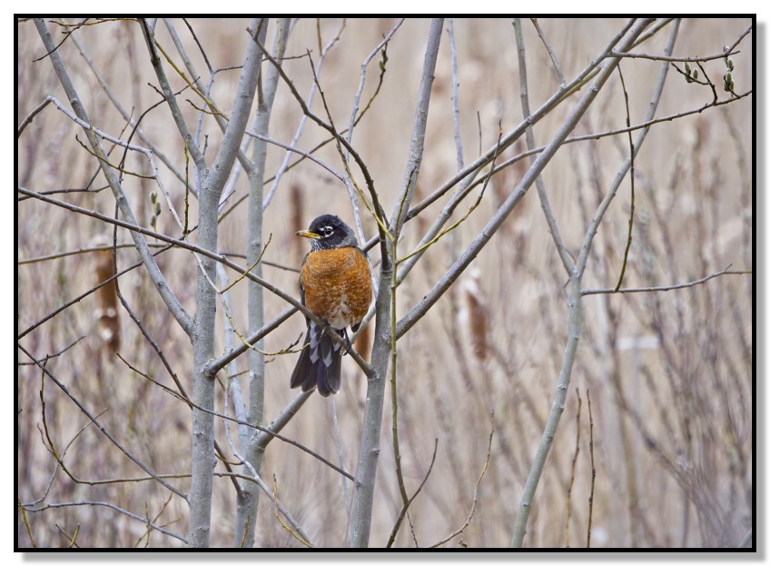 Watchful  Robin