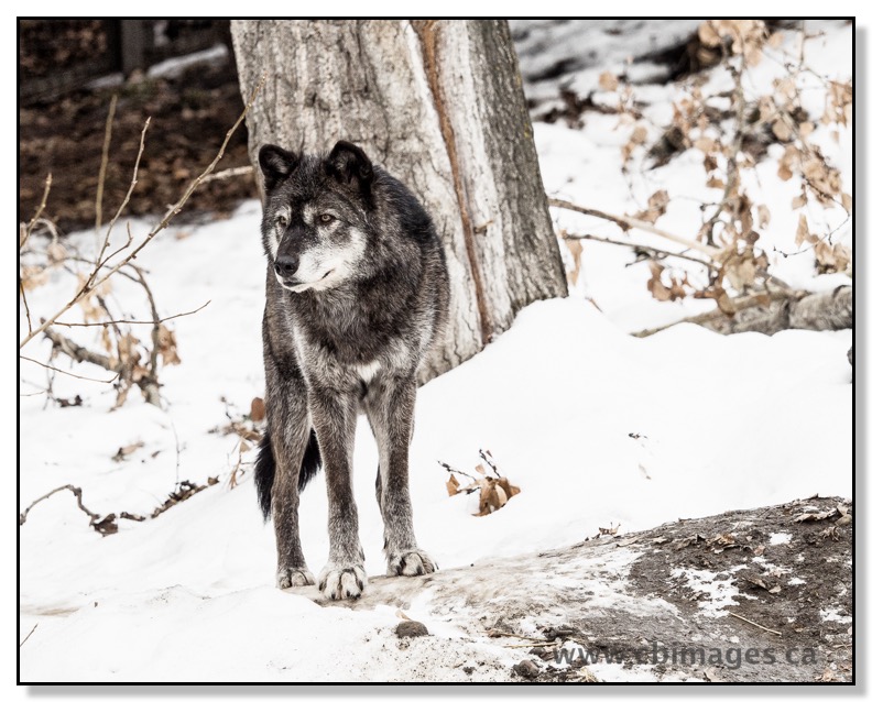 Watchful Wolf at the Calgary Zoo