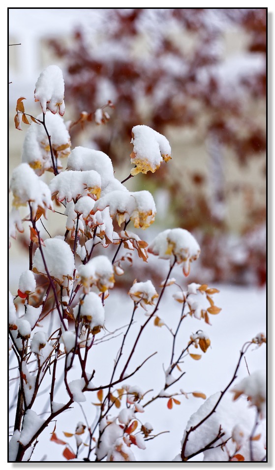 Winter, snow, rose, Alberta, Canada, winds