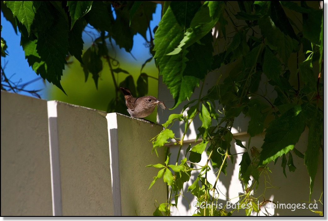 Wren Feeding Time