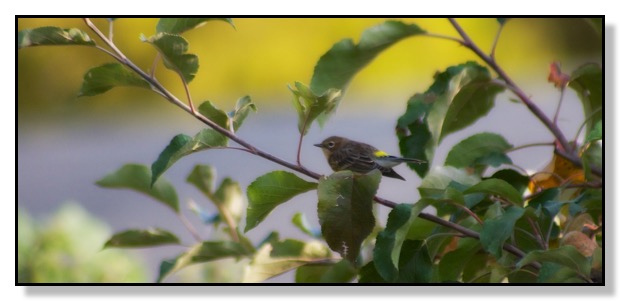 Yellow Rumped Warbler (1)