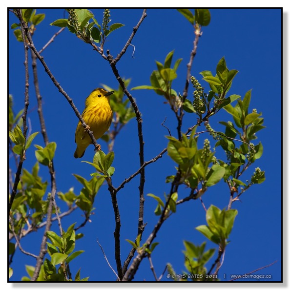 yellow warbler, Kerry Wood Nature Centre, Red Deer, Alberta