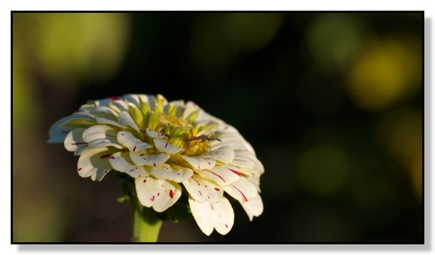 Zinnia, Mosquito, Red Deer, Alberta, Canada,  Chris Bates Photography