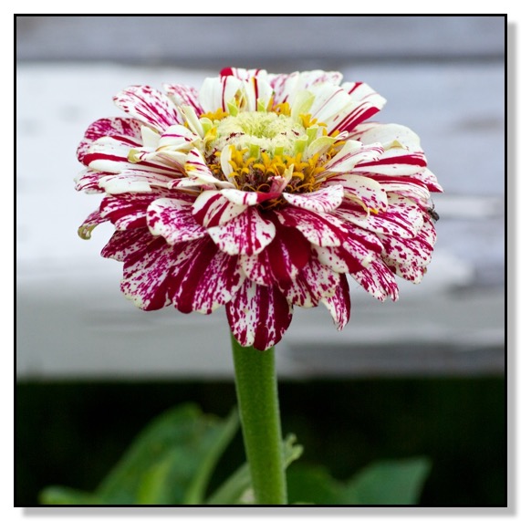 Zinnia, Spider, Red Deer, Alberta, Canada, Chris Bates Photography