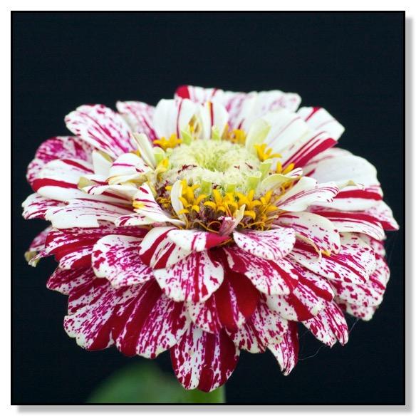 Zinnia, Macro, Red Deer, Alberta, Canada, Chris Bates Photography